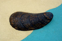 Play sculpture - seashell